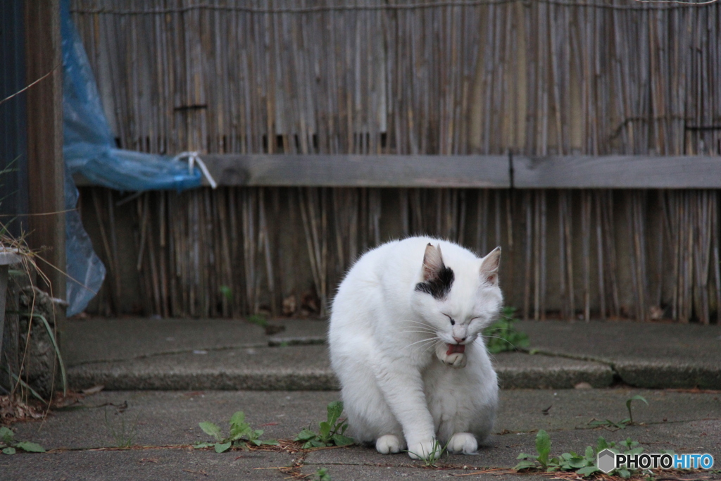 撮って出し-Canon EOS 60D-200.0-41_04_18-9
