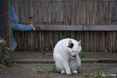 撮って出し-Canon EOS 60D-200.0-41_04_18-9