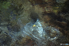 撮って出し(2025-11-04_10-09)-(Canon EOS 6D-10