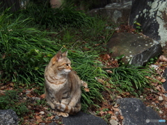 撮って出し(2024-03-06_13-52)-(E-M5-49(OLYMPUS