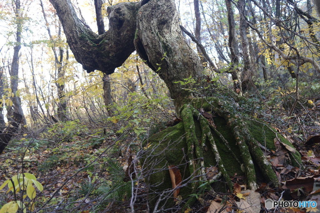 撮って出し(2025-11-04_09-46)-(Canon EOS 6D-33