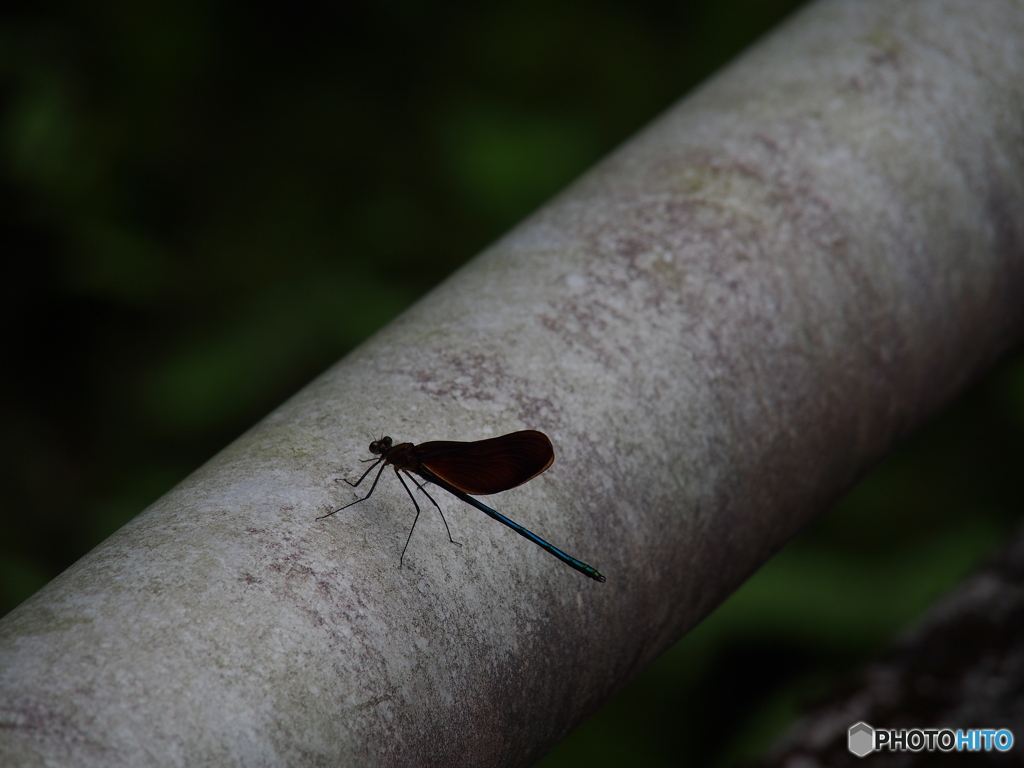 撮って出し-E-M5-150.0-23_06_12-1