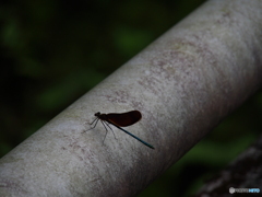 撮って出し-E-M5-150.0-23_06_12-1