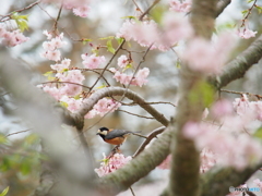 撮って出し(2024-04-17_09-14)-(E-M5-150(OLYMPU