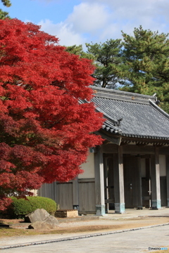 撮って出し-Canon EOS 60D-55.0-40_11_09-1