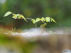 撮って出し(2024-04-19_14-44)-(E-M5-0())