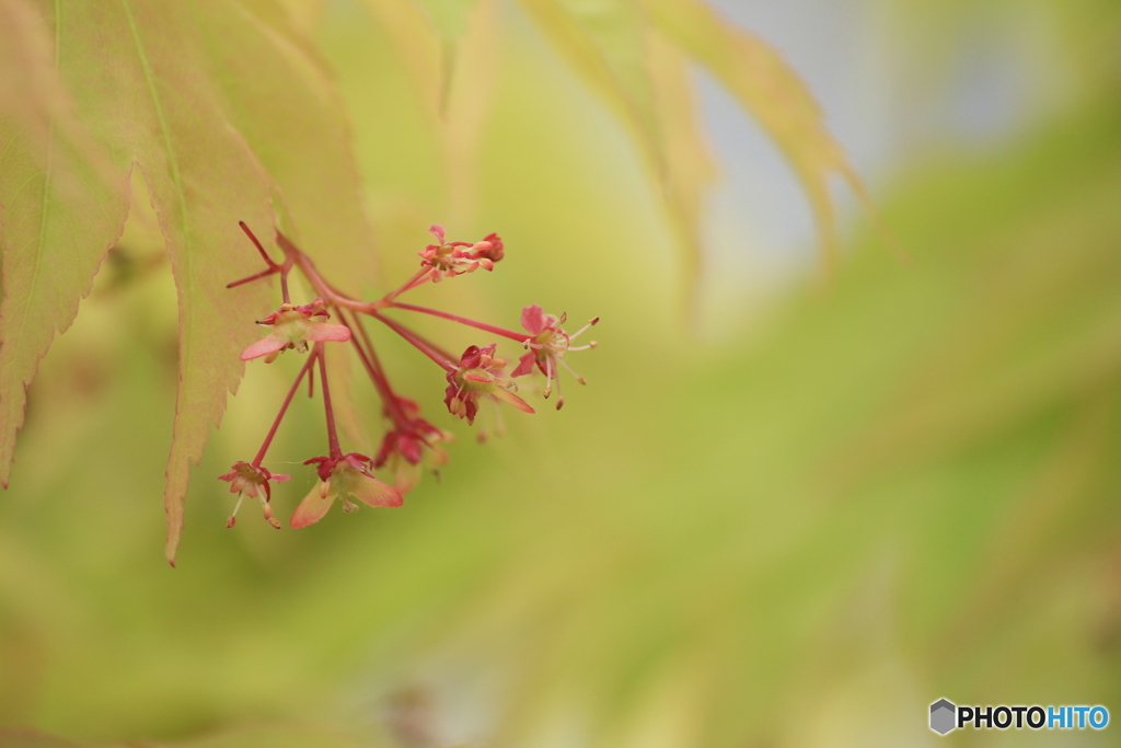 撮って出し(2024-05-12_09-31)-(Canon EOS 60D-2