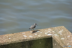 撮って出し(2024-05-11_10-09)-(Canon EOS 60D-2