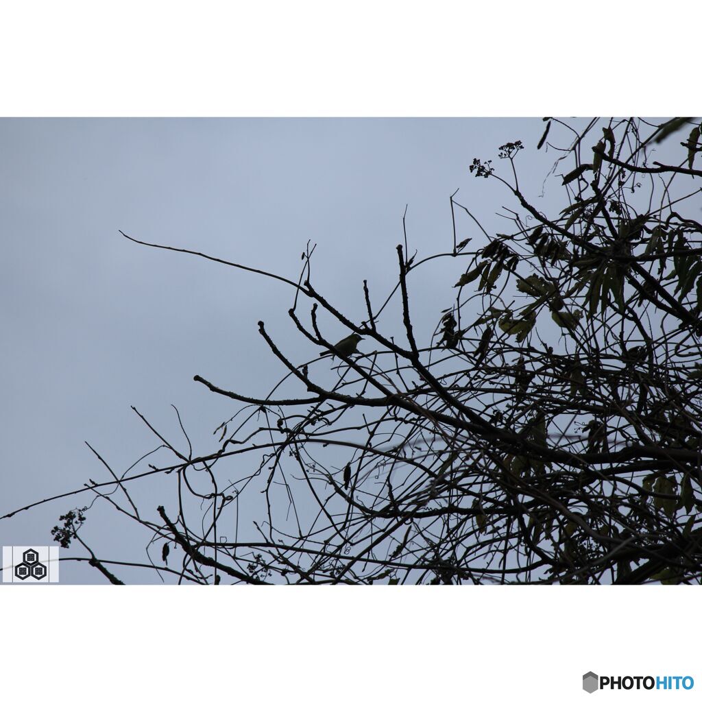 撮って出し(2023-11-26_09-21)-250-EF-S55-250mm