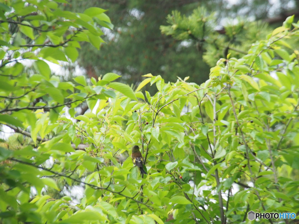 撮って出し(2025-06-15_15-24)-(E-M5-150(OLYMPU