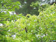 撮って出し(2025-06-15_15-24)-(E-M5-150(OLYMPU