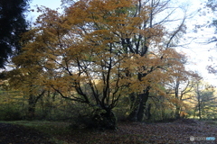 撮って出し(2025-11-04_08-06)-(Canon EOS 6D-28