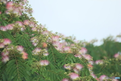 撮って出し(2025-07-08_07-18)-(Canon EOS 60D-2