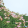 撮って出し(2025-07-08_07-18)-(Canon EOS 60D-2