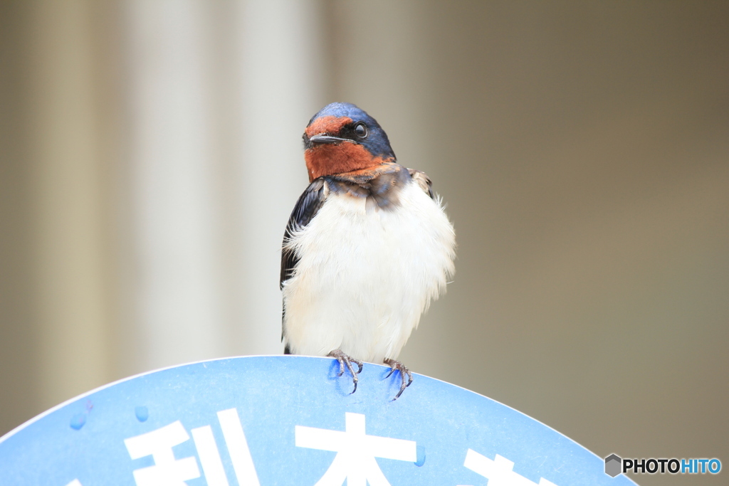 撮って出し(2025-04-18_09-34)-(Canon EOS 60D-2
