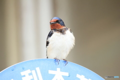 撮って出し(2025-04-18_09-34)-(Canon EOS 60D-2