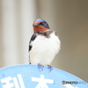 撮って出し(2025-04-18_09-34)-(Canon EOS 60D-2
