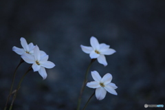 撮って出し-Canon EOS 60D-187.0-22_05_02-0