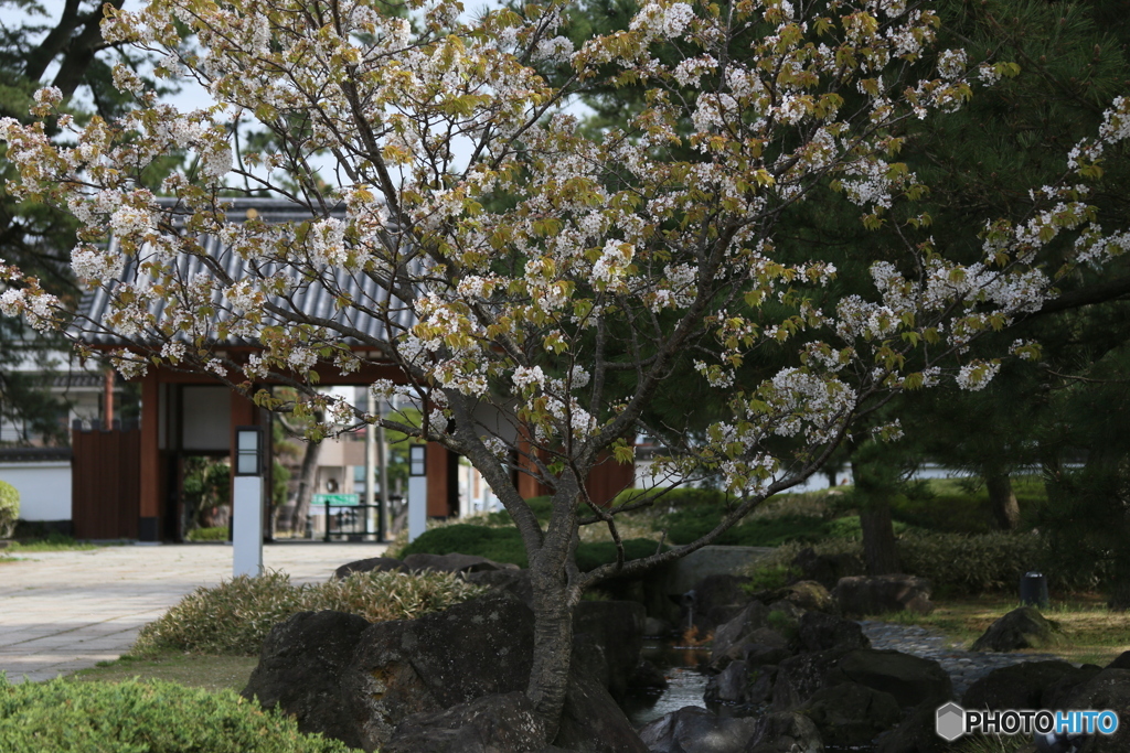 撮って出し(2025-04-25_09-27)-(Canon EOS 6D-11