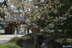 撮って出し(2025-04-25_09-27)-(Canon EOS 6D-11