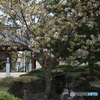 撮って出し(2025-04-25_09-27)-(Canon EOS 6D-11
