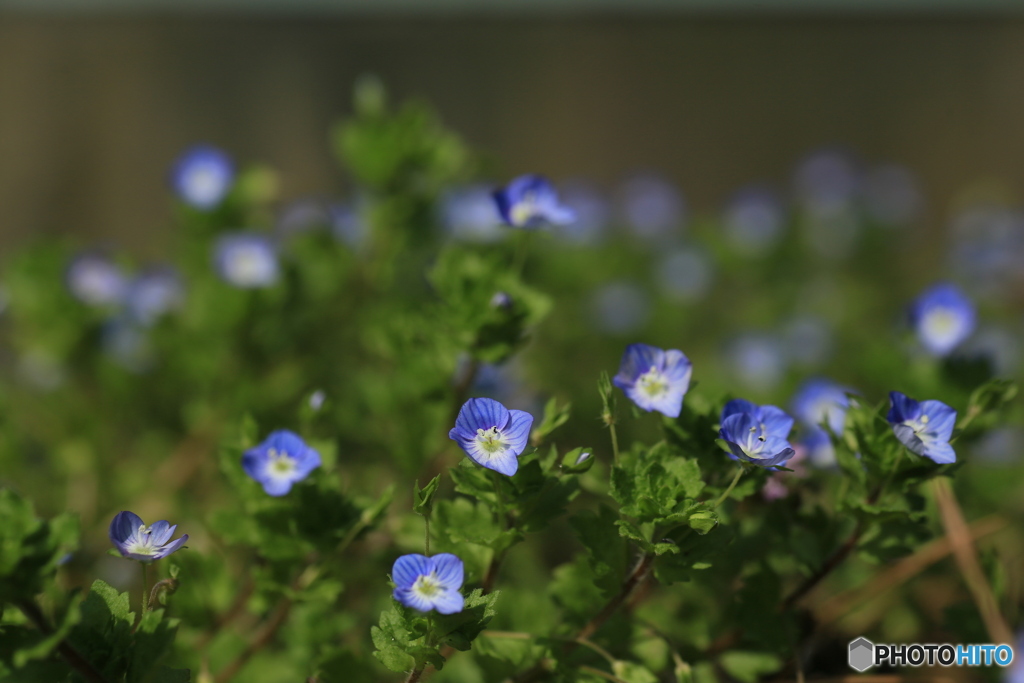 撮って出し(2024-04-12_14-38)-(Canon EOS 6D-90