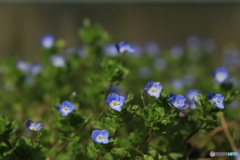 撮って出し(2024-04-12_14-38)-(Canon EOS 6D-90