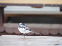 撮って出し(2024-03-05_10-36)-(E-M5-150(OLYMPU