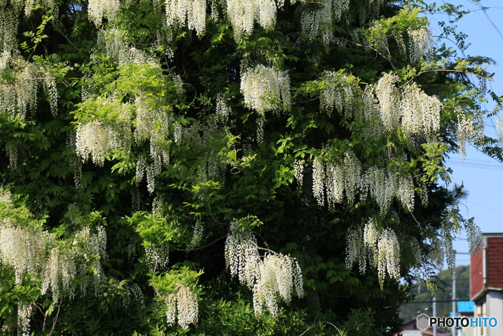 撮って出し-Canon EOS 60D-90.0-23_05_12-0
