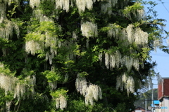 撮って出し-Canon EOS 60D-90.0-23_05_12-0