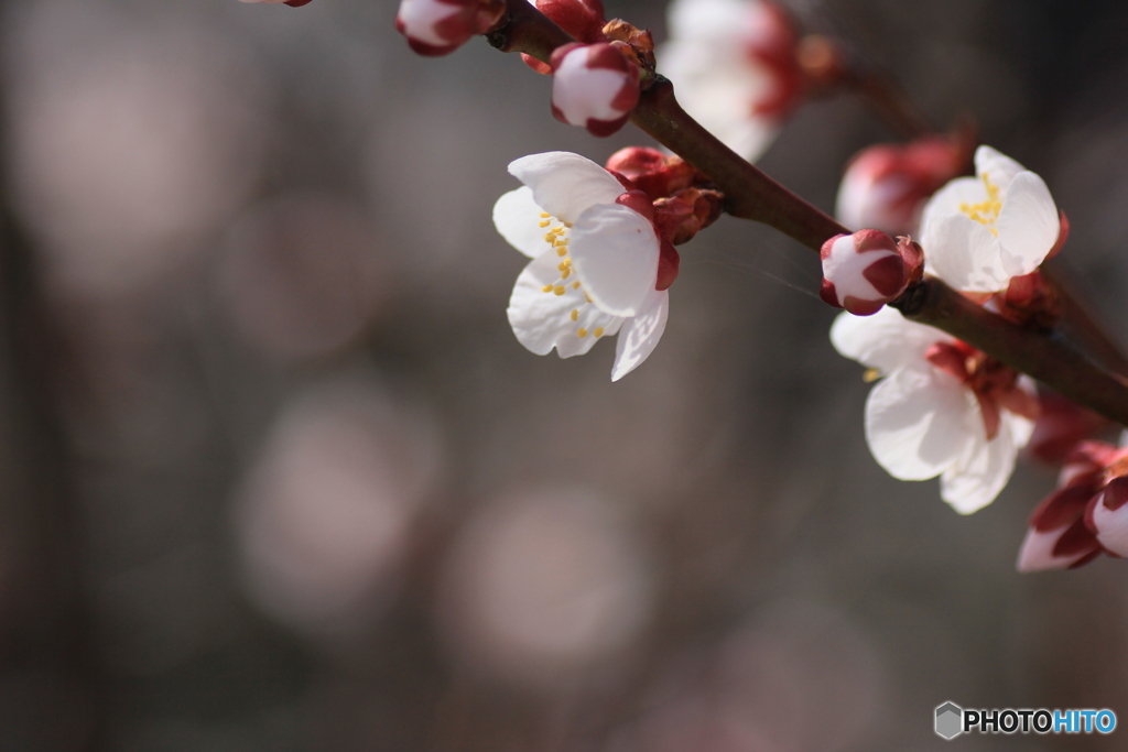 撮って出し-Canon EOS 60D-90.0-41_03_27-7