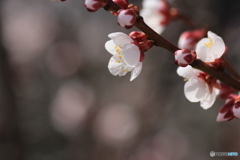 撮って出し-Canon EOS 60D-90.0-41_03_27-7