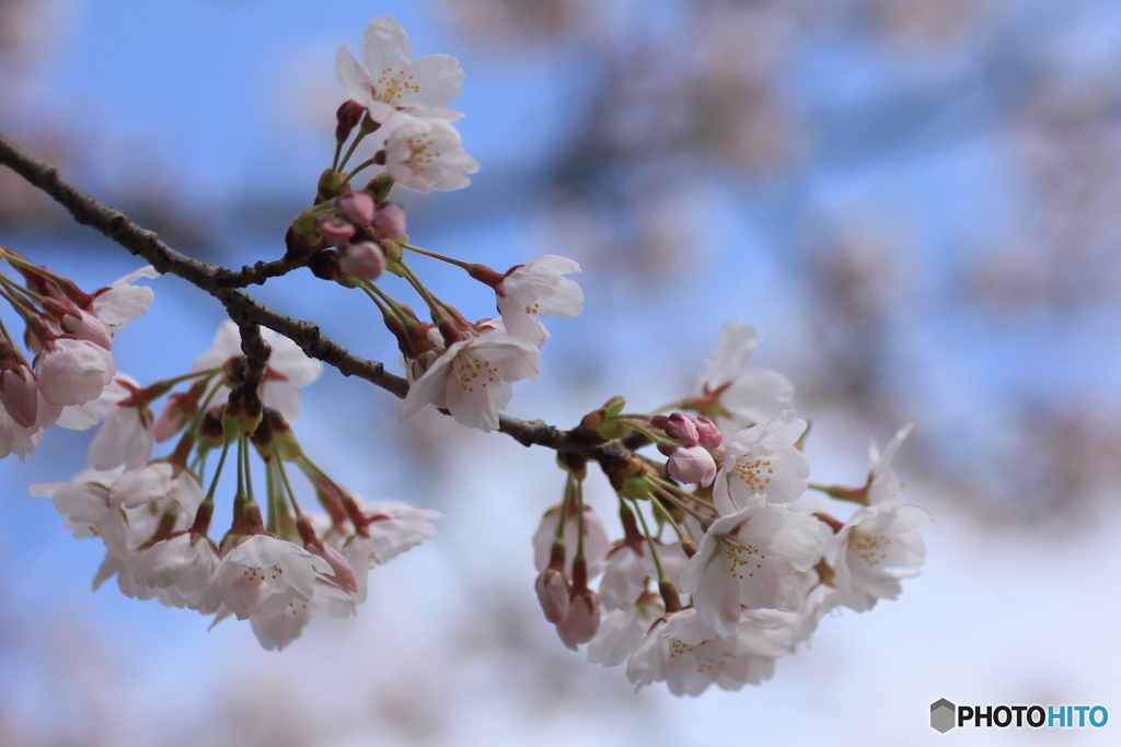 撮って出し(2025-04-12_11-15)-(Canon EOS 60D-9
