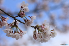 撮って出し(2025-04-12_11-15)-(Canon EOS 60D-9