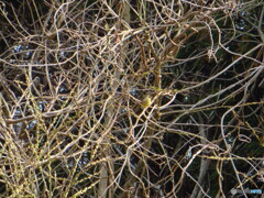 撮って出し(2024-03-31_08-45)-(Canon PowerShot