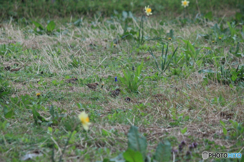 撮って出し(2025-04-20_05-19)-(Canon EOS 60D-2
