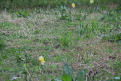 撮って出し(2025-04-20_05-19)-(Canon EOS 60D-2