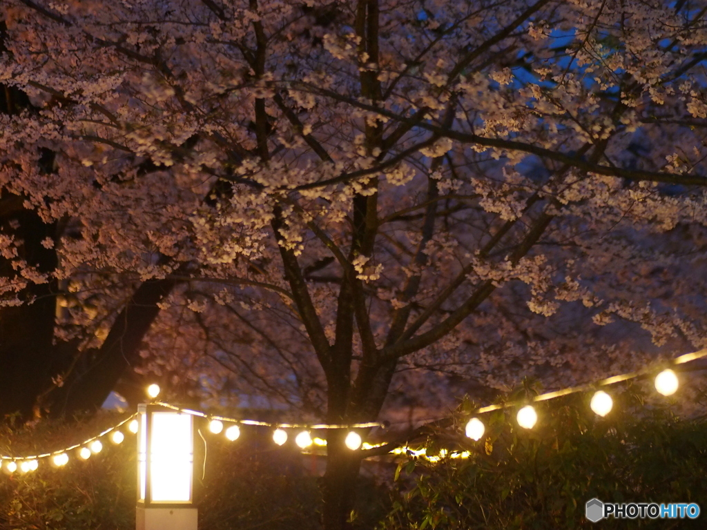 撮って出し(2025-04-18_18-34)-(E-M5-0())