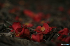 撮って出し(2024-04-12_13-59)-(Canon EOS 6D-90