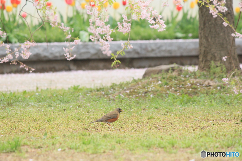 撮って出し(2025-04-24_08-36)-(Canon EOS 60D-2