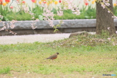 撮って出し(2025-04-24_08-36)-(Canon EOS 60D-2
