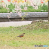 撮って出し(2025-04-24_08-36)-(Canon EOS 60D-2