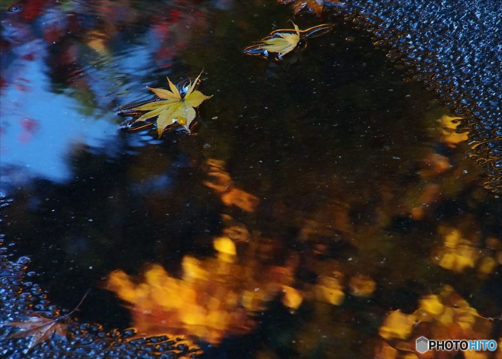 水溜り落ちた紅葉