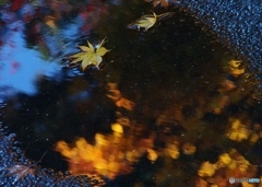 水溜り落ちた紅葉