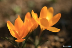 撮って出し-Canon EOS 6D-90.0-41_03_11-0