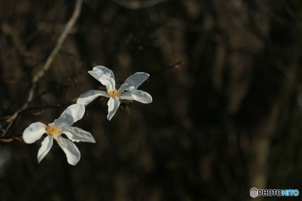 撮って出し(2024-04-12_14-51)-(Canon EOS 6D-90