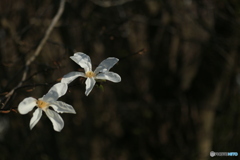 撮って出し(2024-04-12_14-51)-(Canon EOS 6D-90