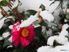 撮って出し(2024-12-19_08-17)-(E-M5-150(OLYMPU