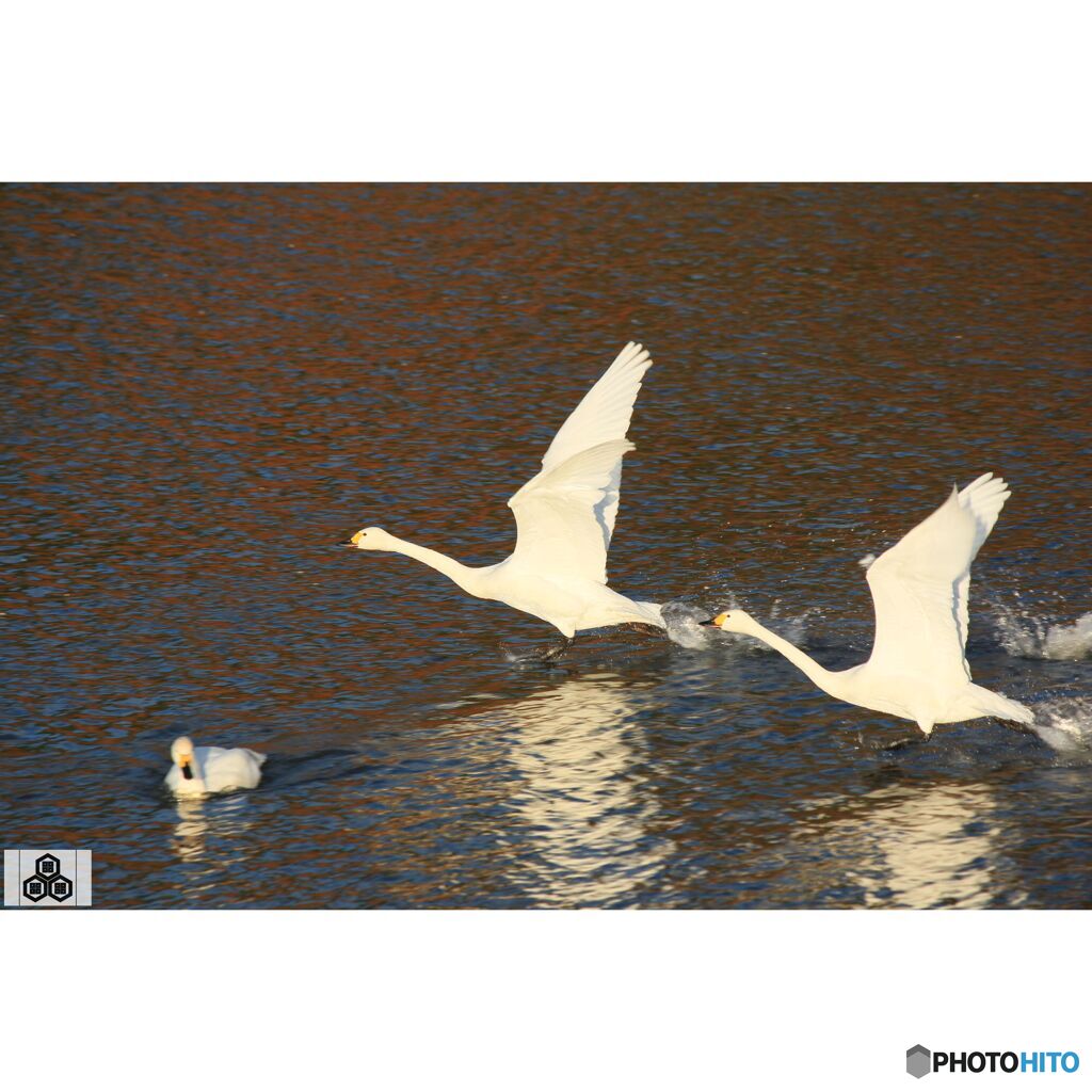 撮って出し(2023-11-26_07-37)-250-EF-S55-250mm