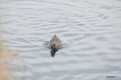撮って出し(2025-04-27_13-09)-(Canon EOS 60D-2